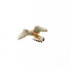 Kestrel Hunting