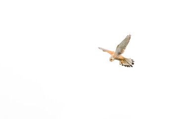 Kestrel Hunting