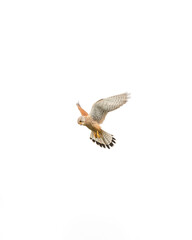 Kestrel Hunting