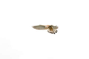 Kestrel Hunting