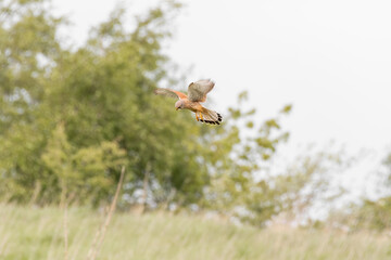 Kestrel Hunting