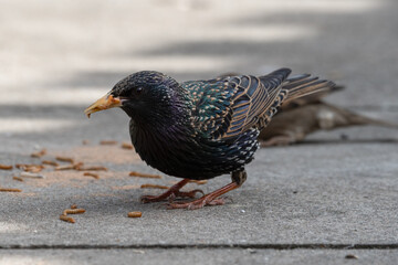 Starling Feeding on Mealworms