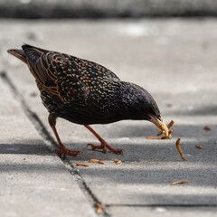Starling Feeding on Mealworms