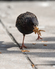 Starling Feeding on Mealworms