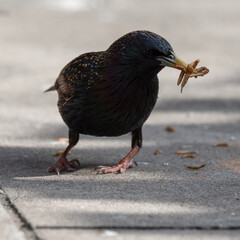 Starling Feeding on Mealworms