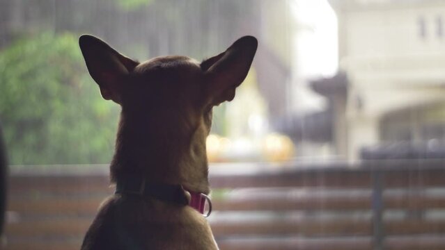 A cute handsome dog looking in to heavy rain storm