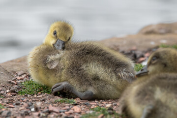 Young Gosling