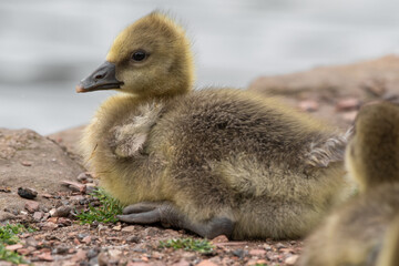 Young Gosling