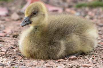 Young Gosling