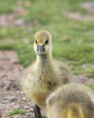 Young Gosling