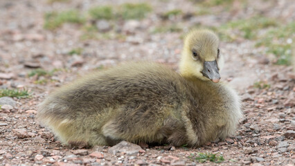 Young Gosling