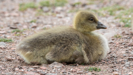 Young Gosling