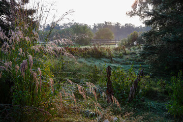 Morning in the fields