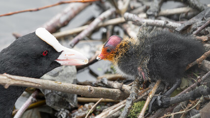 Baby Coot 