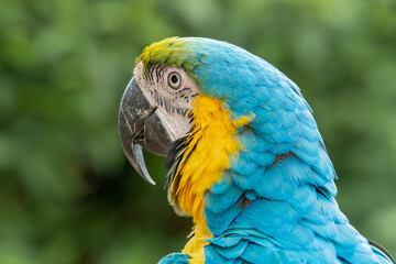 Blue and Gold Macaw
