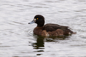Tufted Duck
