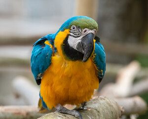 Blue and Gold Macaw