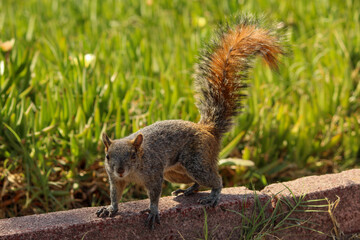 Squirrel on a park full body
