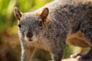 Ardilla café en un parque