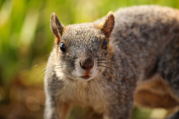 Squirrel on a park looking at the camera