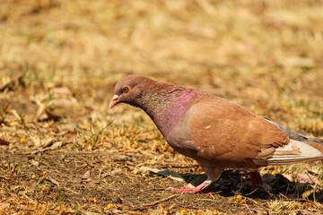 Paloma cafe buscando comida