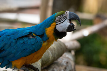 Hand Feeding a Blue and Gold Macaw