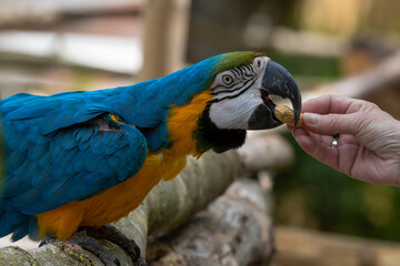 Hand Feeding a Blue and Gold Macaw