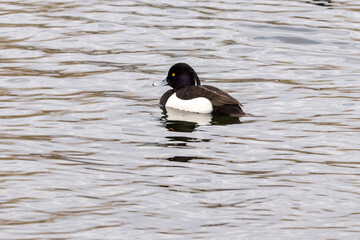 Tufted Duck