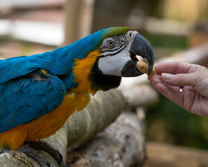 Hand Feeding a Blue and Gold Macaw