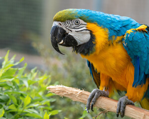 Blue and Gold Macaw