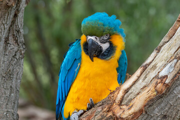 Blue and Gold Macaw
