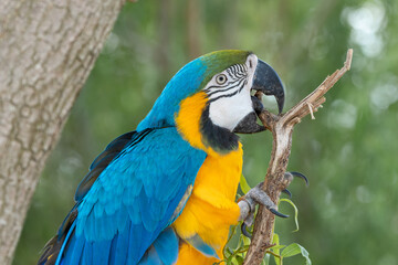 Blue and Gold Macaw