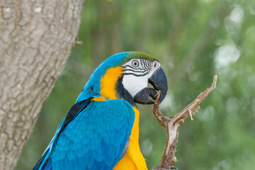 Blue and Gold Macaw