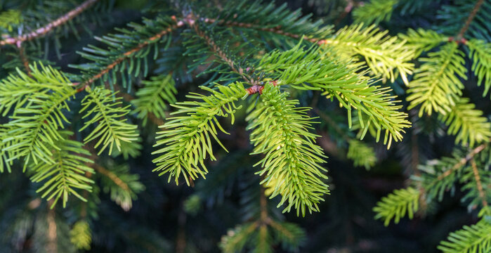 Close-up of beautiful bright young needles on dark green branches of coniferous tree fir Abies nordmanniana, Caucasian Fir or Christmas tree in natural sunlight. Nature concept for design