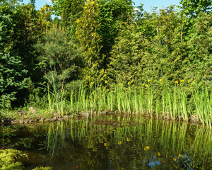 View of garden pond with blooming yellow flower Iris pseudacorus (yellow flag, yellow iris) with evergreens on the shore. Calming landscape with mirror water. Nature concept for design