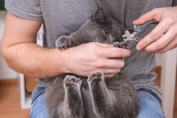A man cuts the claws of a young gray cat with a claw cutter. Chartreuse resists.