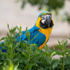 Blue and Gold Macaw