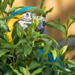 Blue and Gold Macaw