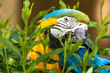 Blue and Gold Macaw