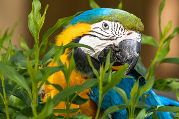 Blue and Gold Macaw