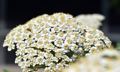 Weiße Einzelblüten einer Großblättrigen Wucherblume