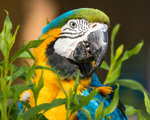 Blue and Gold Macaw