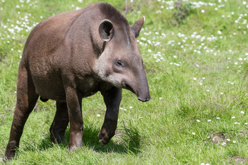 Brazilian Tapir