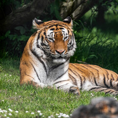 Bengal Tiger in Grass