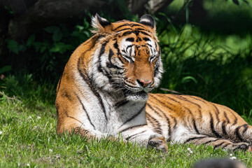 Obraz premium Bengal Tiger in Grass