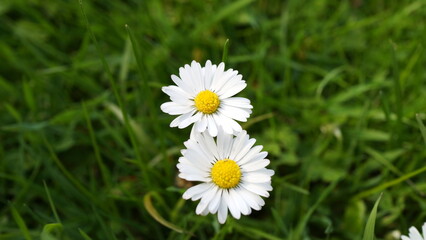 Two white daisies bloom in the grass, daisy in the green grass