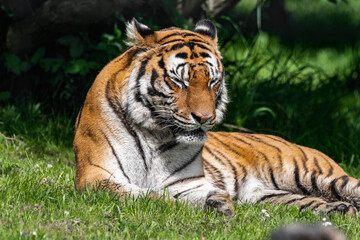 Fototapeta na wymiar Bengal Tiger in Grass