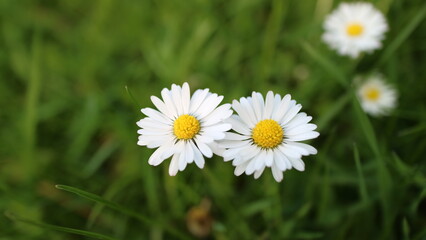 daisies in the grass
