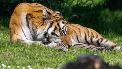 Obraz premium Bengal Tiger in Grass