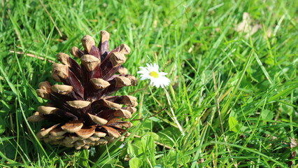 pine cone on green grass
